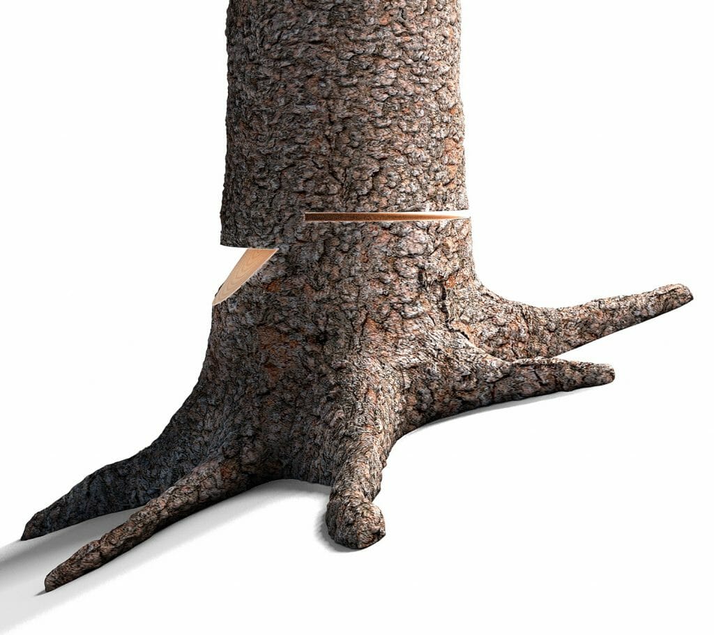 A tree with an inverse notch, also called the Humboldt cut