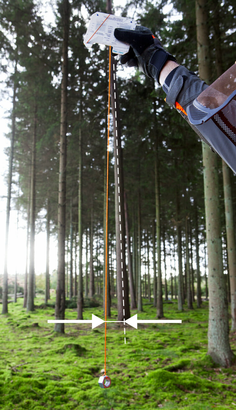 Picture with graphics showing how to measure the lean of a three using a plumb line, consisting of a nut tied to the end of a string