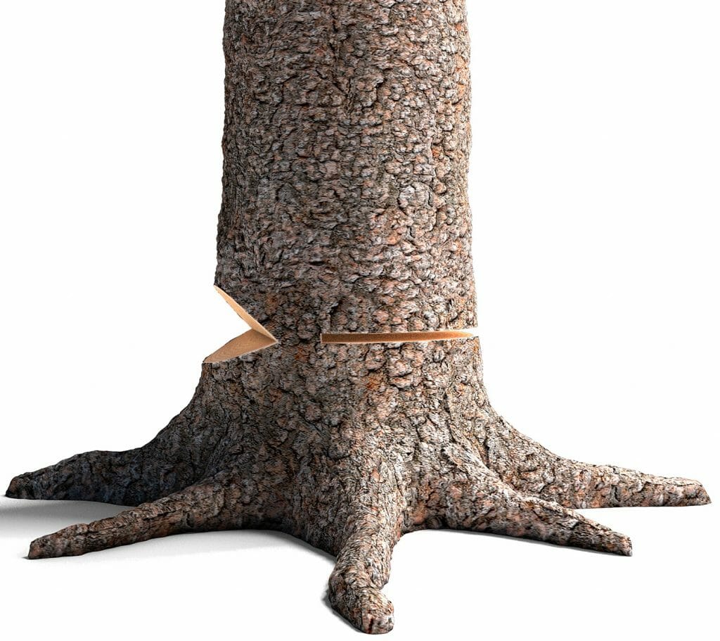 A tree with an open face notch and a larger opening angle