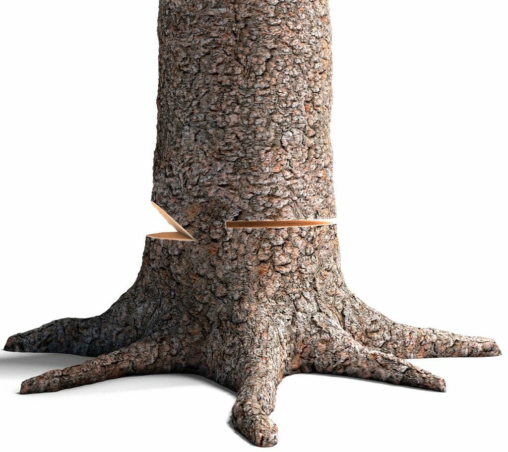 A tree with an open face notch and bottom cut is used for aiming
