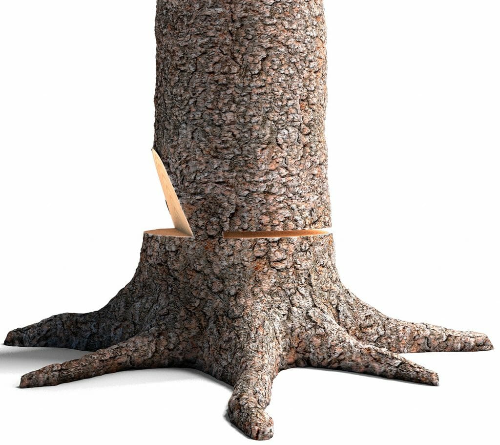 A tree with an open face notch and top cut is used for aiming