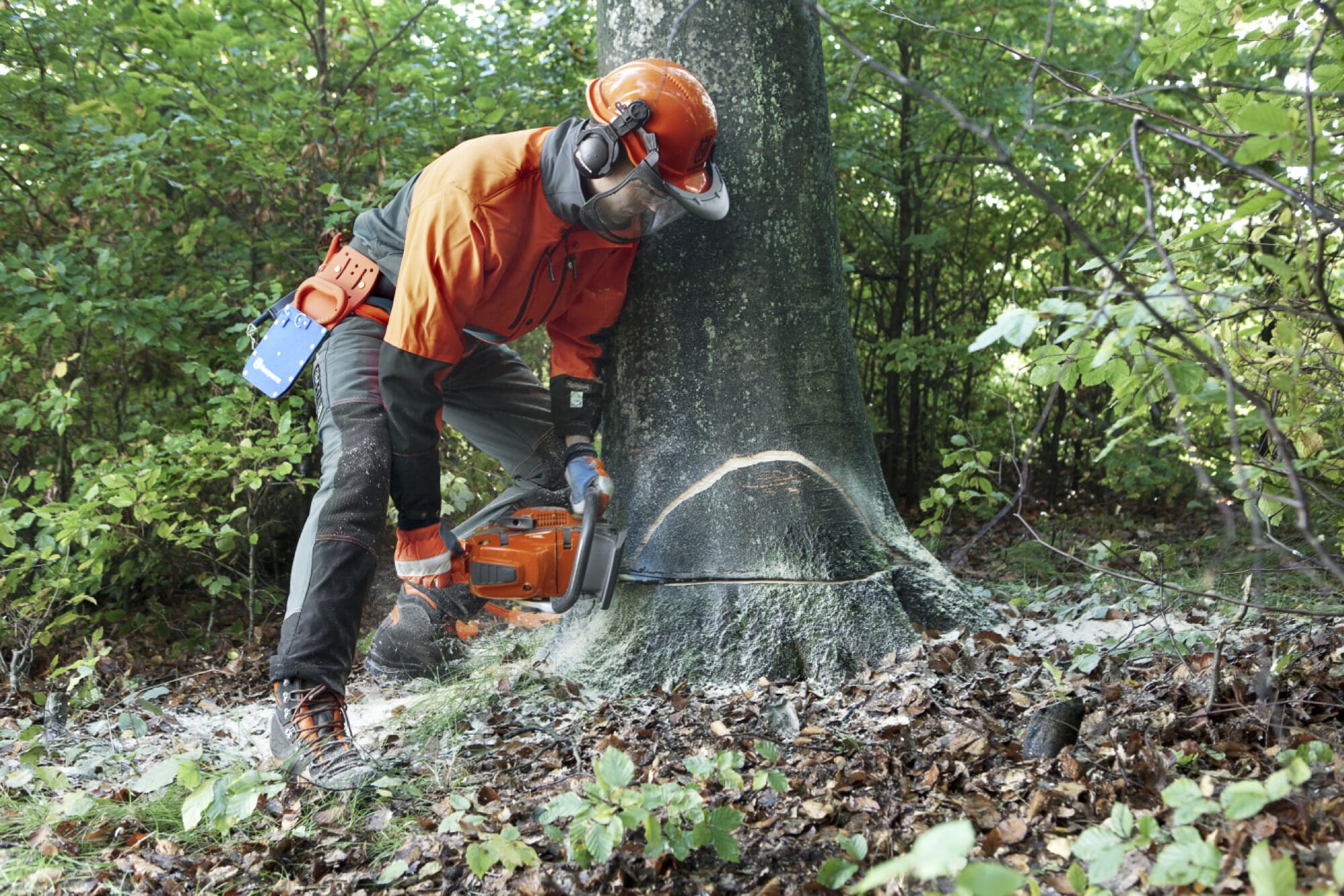 Forestry worker making a bottom cut that meets the top cut