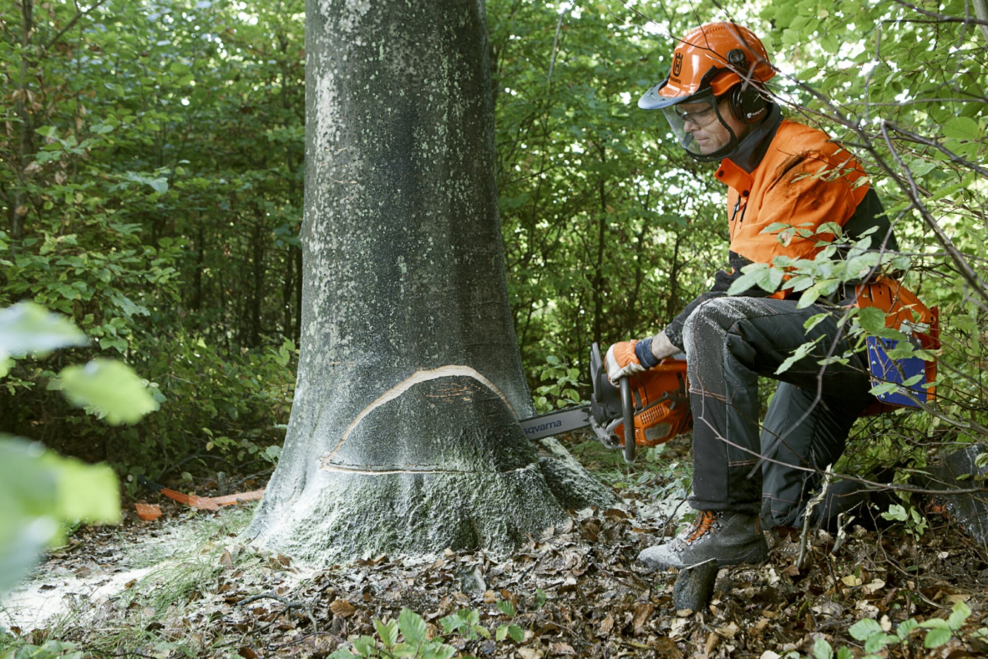 Forestry worker making additional top and bottom cuts on the opposite side of a large tree