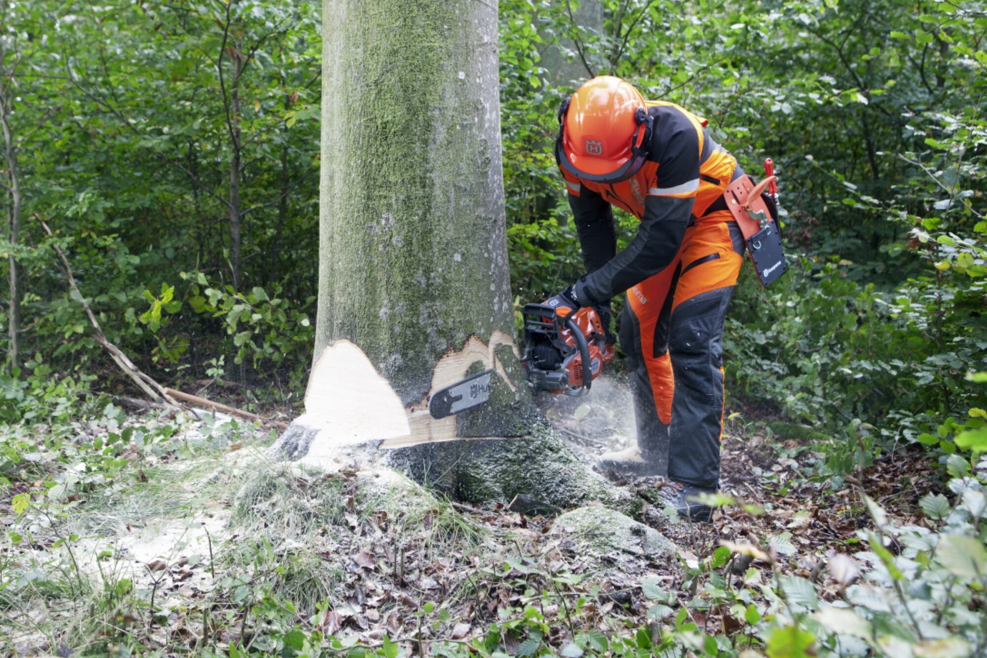 Forestry worker sawing off root protrusions before making the directional notch
