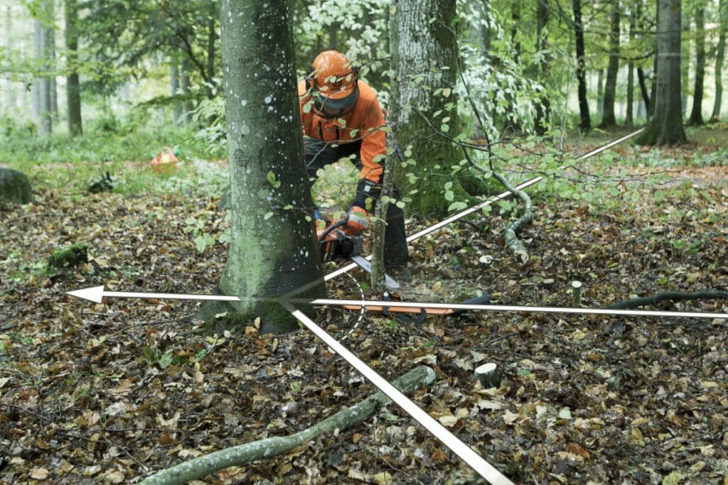 Graphics showing escape routes in different directions for at forestry worker about to fell a tree