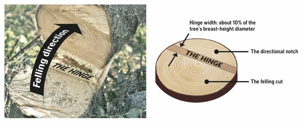 A tree with graphics showing the two parts of directional notch – the top cut and bottom cup.