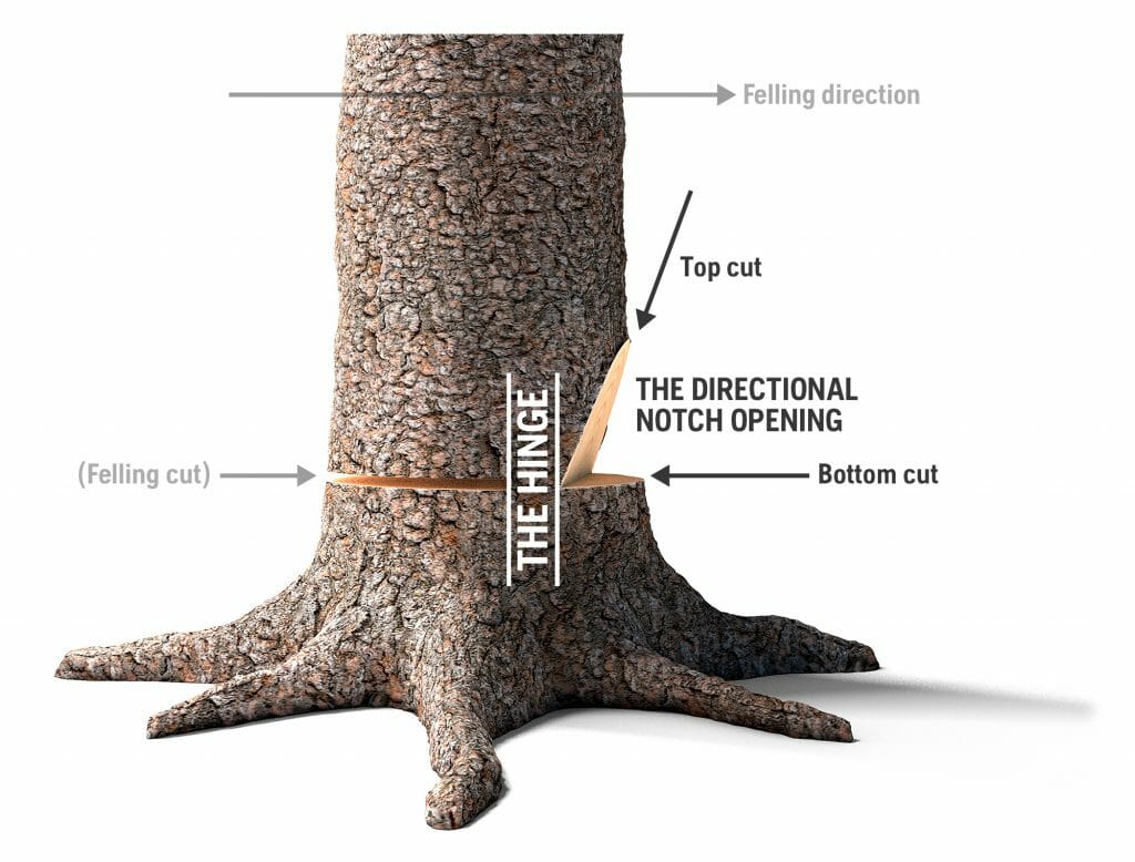 A tree with graphics showing the felling cut and how the hinge guides the tree in the preferred felling direction.