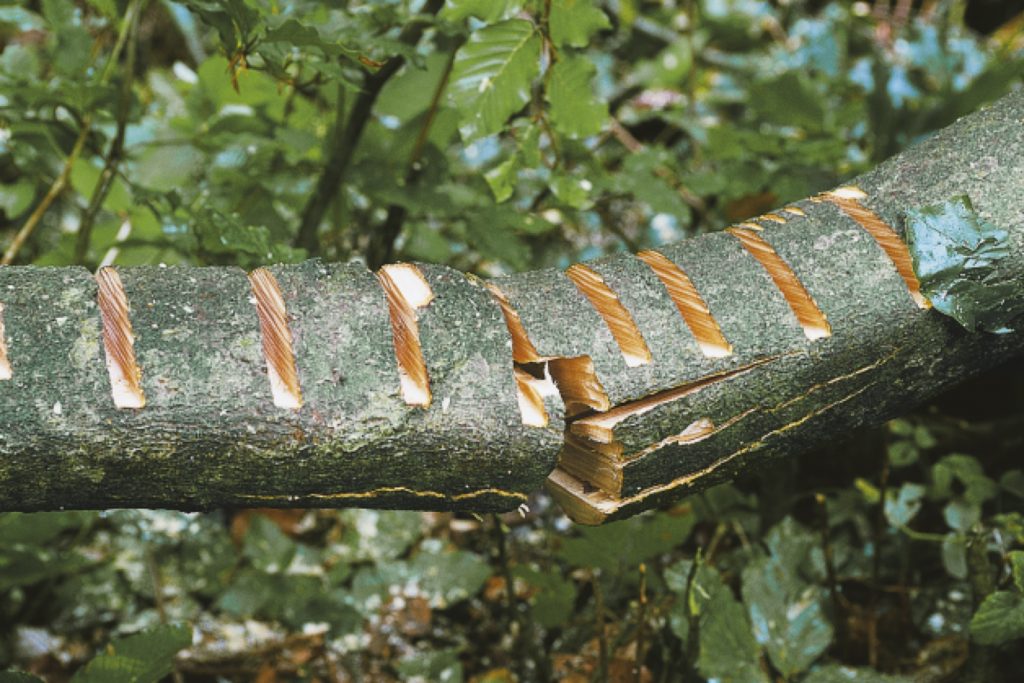 Forestry worker crosscutting a branch from above
