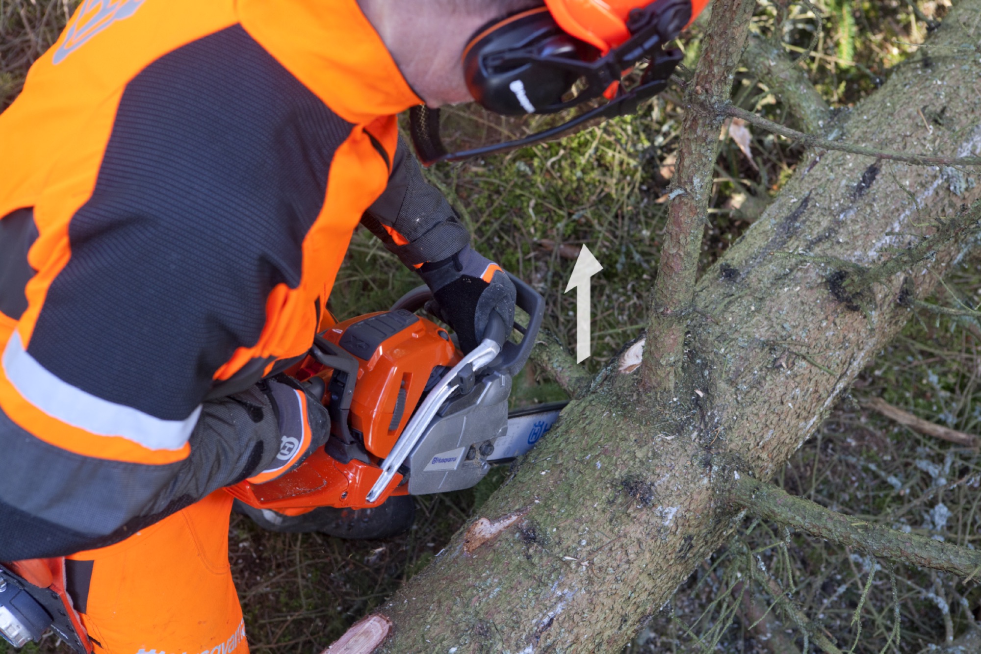 Forestry worker continues at the left side of the tree, limbing a branch from below
