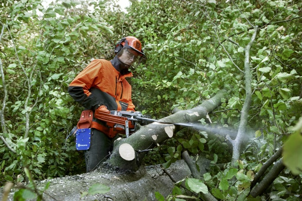 Forestry worker making a diagonal cut to softly break a tensioned branch