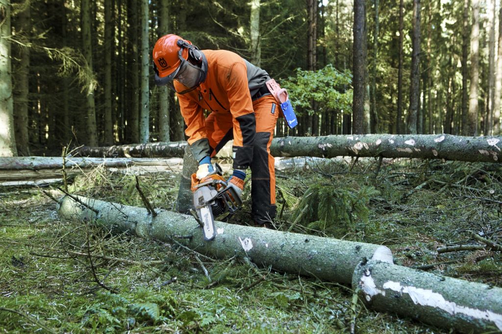 Forestry worker bending his knees, resting the arms on his thighs while limbing the downward face of a tree