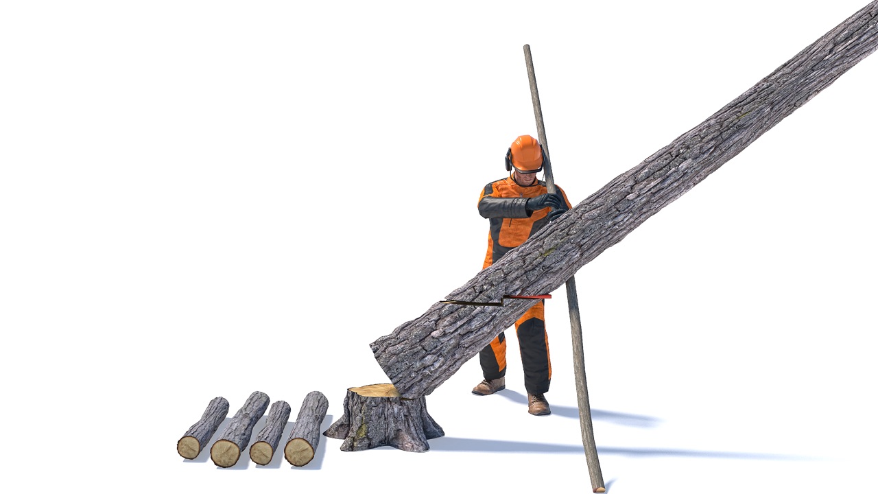 Forestry worker using a pole as a lever to make the tree split and slide down
