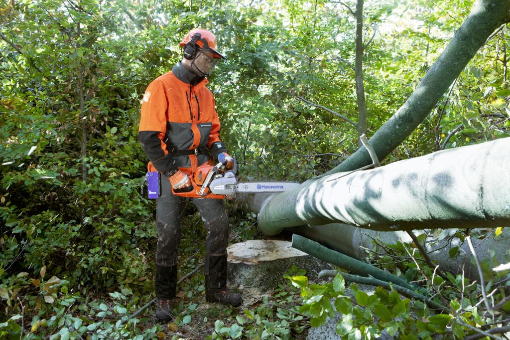 Forestry worker making a crosscut on a fallen tree