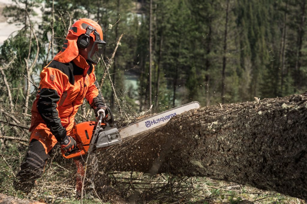 Forestry worker crosscutting a larger tree with a chainsaw equipped with a long bar guide