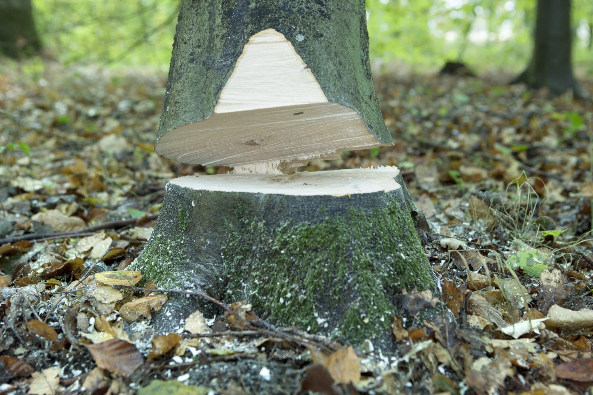 Close-up of a hinge adjusted to make it possible to roll down the tree