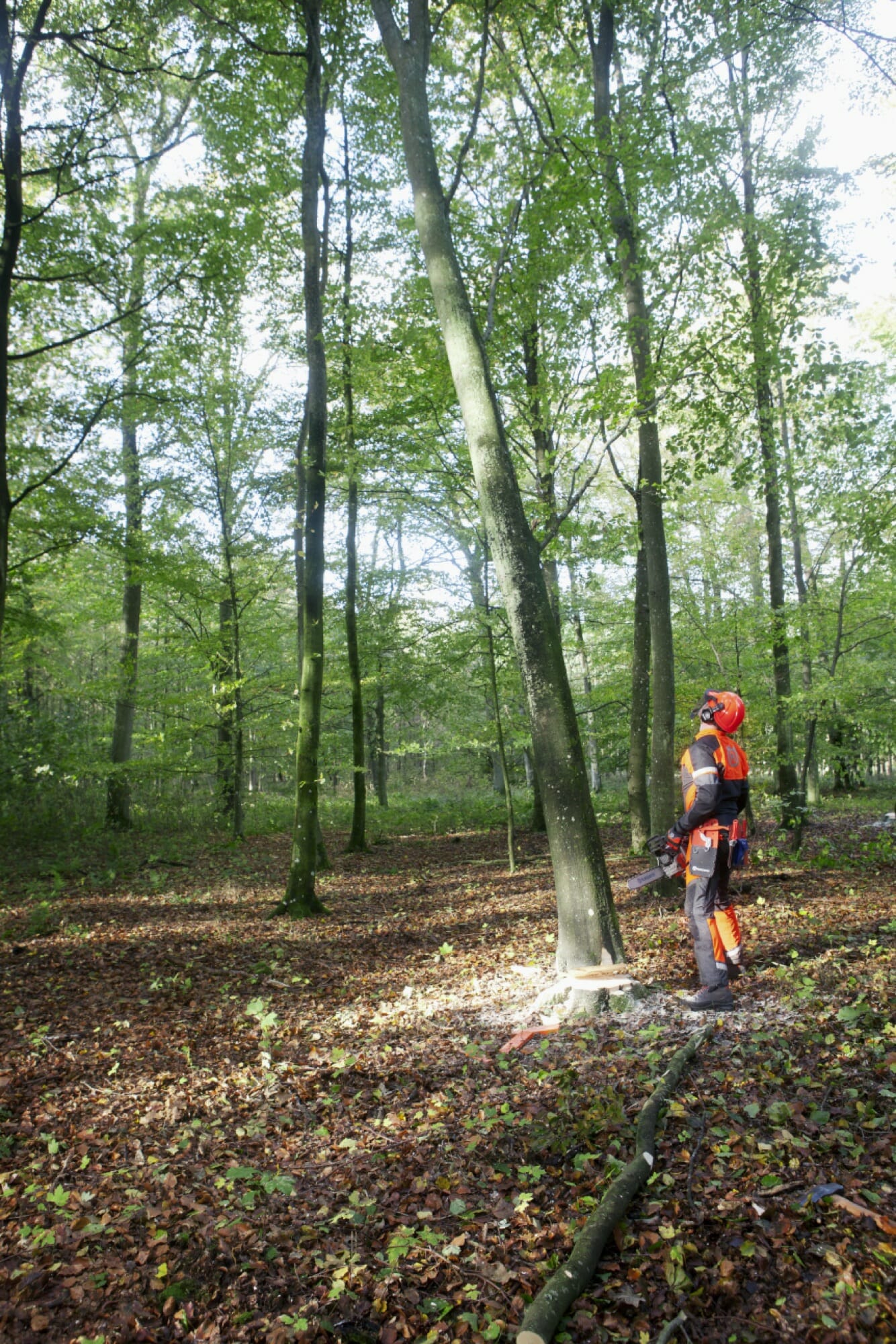 Forestry worker assessing a tree to decide in which way the tree can be rolled down