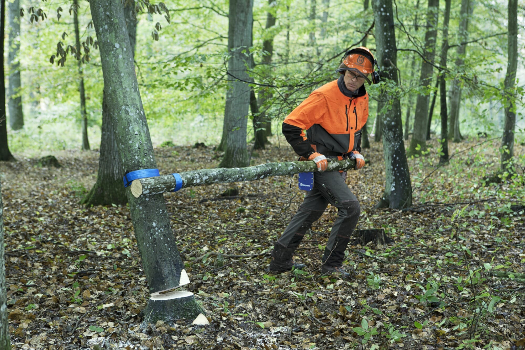 Forestry worker rolling down the tree using a turning strap attached to a branch as a lever